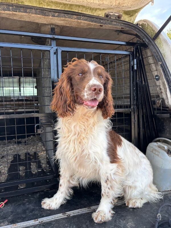 Springer Spaniel puppies for sale in Holyhead / Caergybi, Gwynedd – KC registered, 12 weeks old - Image 7 of 7