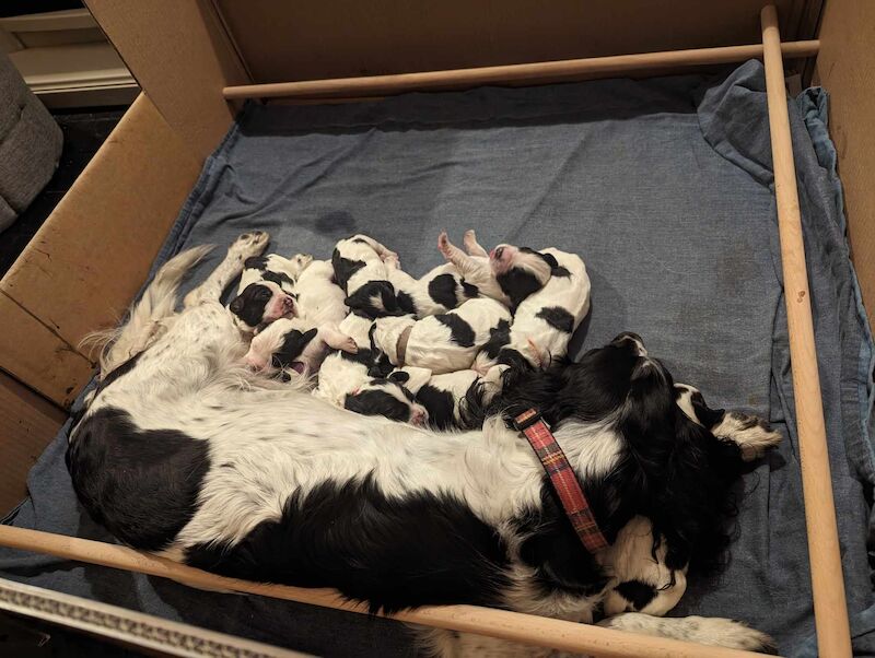Springer Spaniel puppies for sale in Irvine, North Ayrshire – KC registered, 1 year old - Image 2 of 14