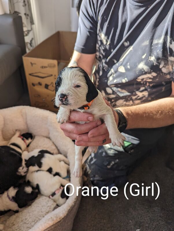 Springer Spaniel puppies for sale in Irvine, North Ayrshire – KC registered, 1 year old - Image 3 of 14