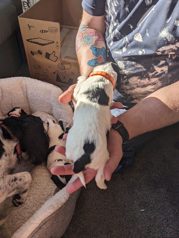 Springer Spaniel puppies for sale in Irvine, North Ayrshire – KC registered, 1 year old - Image 4 of 14