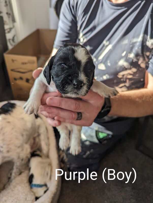 Springer Spaniel puppies for sale in Irvine, North Ayrshire – KC registered, 1 year old - Image 5 of 14