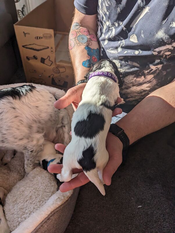 Springer Spaniel puppies for sale in Irvine, North Ayrshire – KC registered, 1 year old - Image 6 of 14