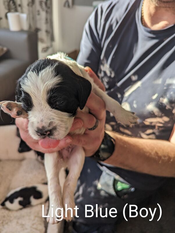 Springer Spaniel puppies for sale in Irvine, North Ayrshire – KC registered, 1 year old - Image 7 of 14