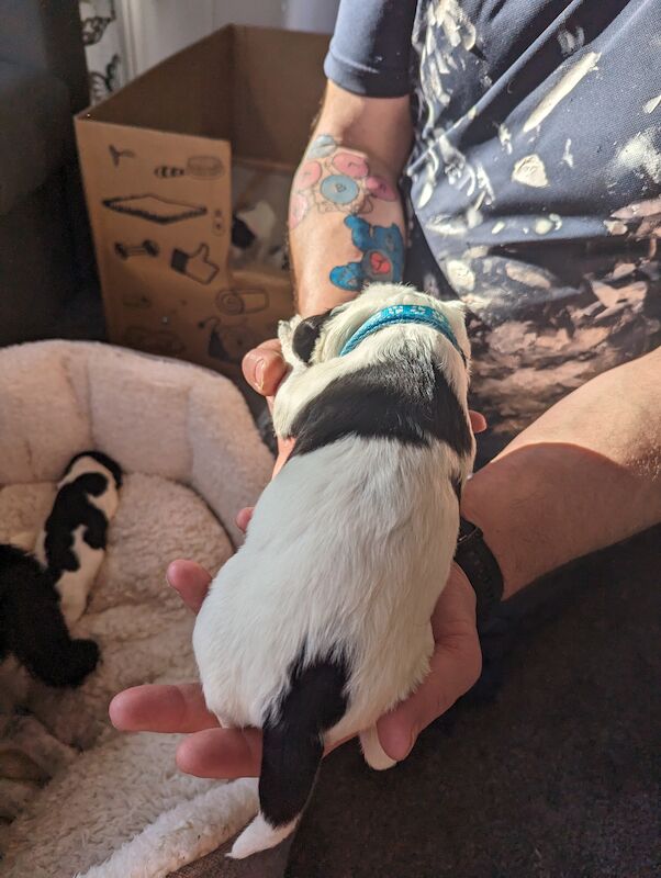 Springer Spaniel puppies for sale in Irvine, North Ayrshire – KC registered, 1 year old - Image 8 of 14