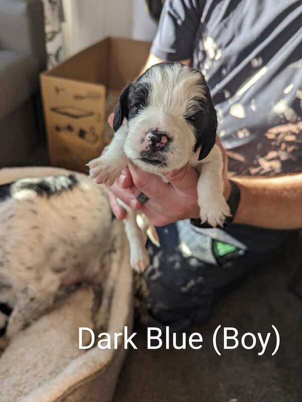 Springer Spaniel puppies for sale in Irvine, North Ayrshire – KC registered, 1 year old - Image 9 of 14