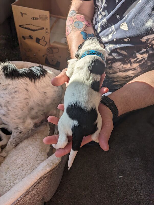 Springer Spaniel puppies for sale in Irvine, North Ayrshire – KC registered, 1 year old - Image 10 of 14