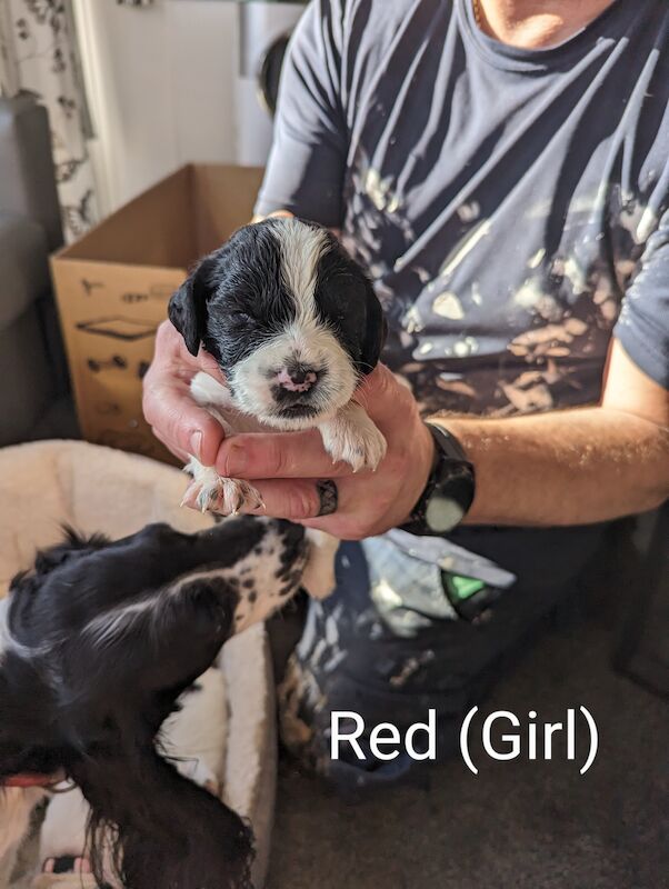 Springer Spaniel puppies for sale in Irvine, North Ayrshire – KC registered, 1 year old - Image 11 of 14