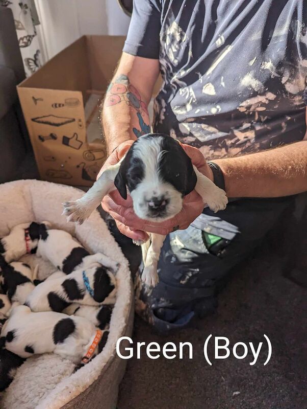 Springer Spaniel puppies for sale in Irvine, North Ayrshire – KC registered, 1 year old - Image 13 of 14