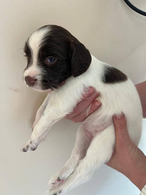 Springer Spaniel puppies for sale in Hartlepool, Durham – KC registered, 4 weeks old