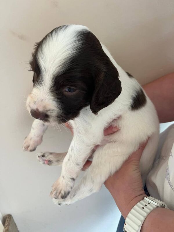 Springer Spaniel puppies for sale in Hartlepool, Durham – KC registered, 4 weeks old - Image 2 of 3