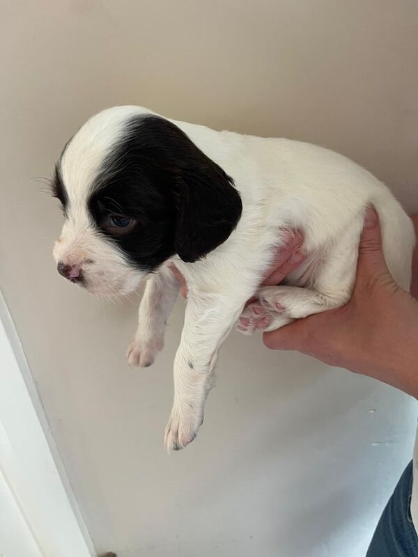 Springer Spaniel puppies for sale in Hartlepool, Durham – KC registered, 4 weeks old - Image 3 of 3