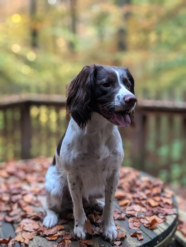 Springer Spaniel puppies for sale in Hertfordshire – KC registered, a few seconds old