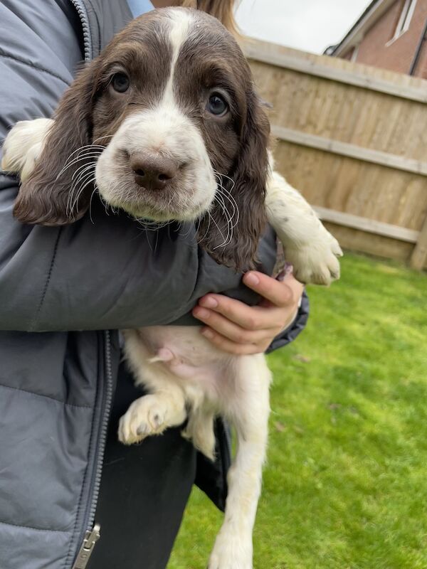 Chocolate springer spaniel top