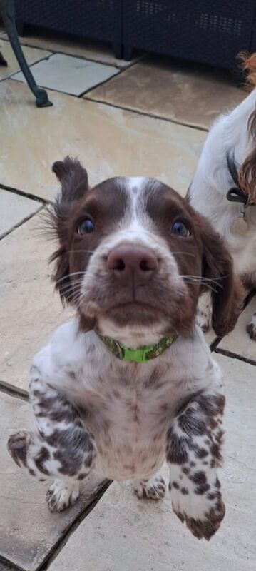 Springer Spaniel puppies for sale in Bath, Somerset – KC registered, 3 months old