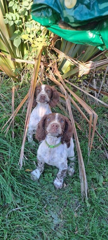 Springer Spaniel puppies for sale in Bath, Somerset – KC registered, 3 months old - Image 2 of 3