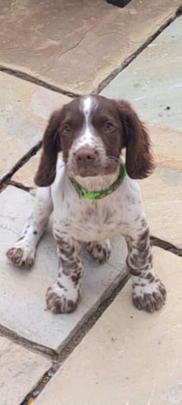 Springer Spaniel puppies for sale in Bath, Somerset – KC registered, 3 months old - Image 3 of 3