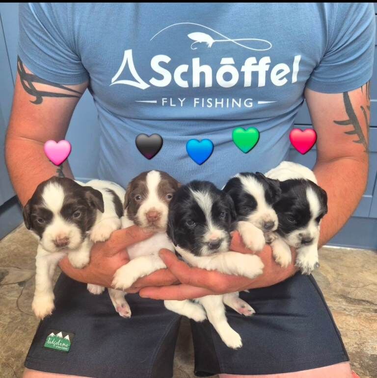 Springer Spaniel Puppies For Sale