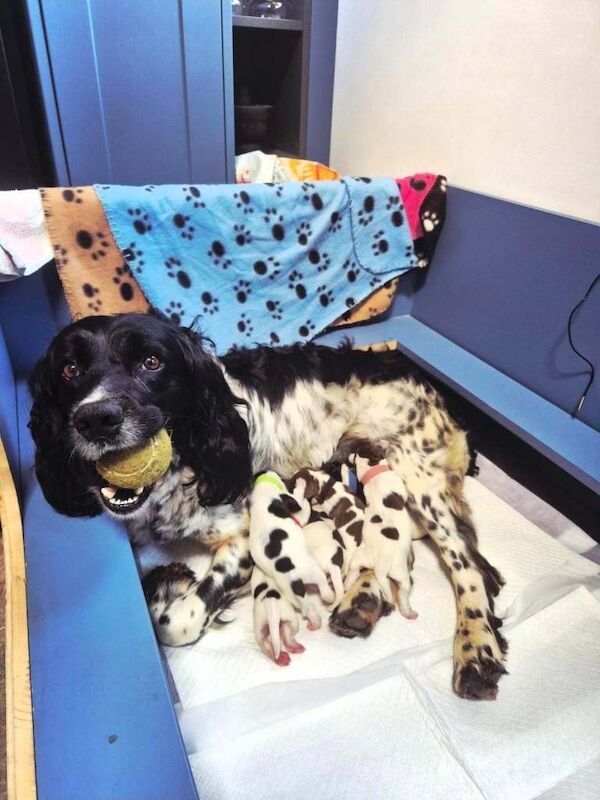 Working Springer Spaniels - Image 2 of 3