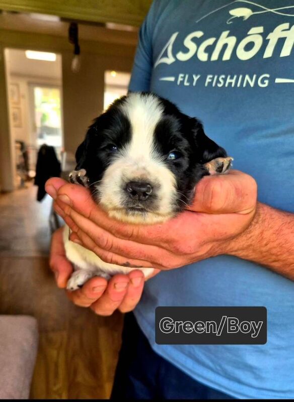 Working Springer Spaniels - Image 3 of 3