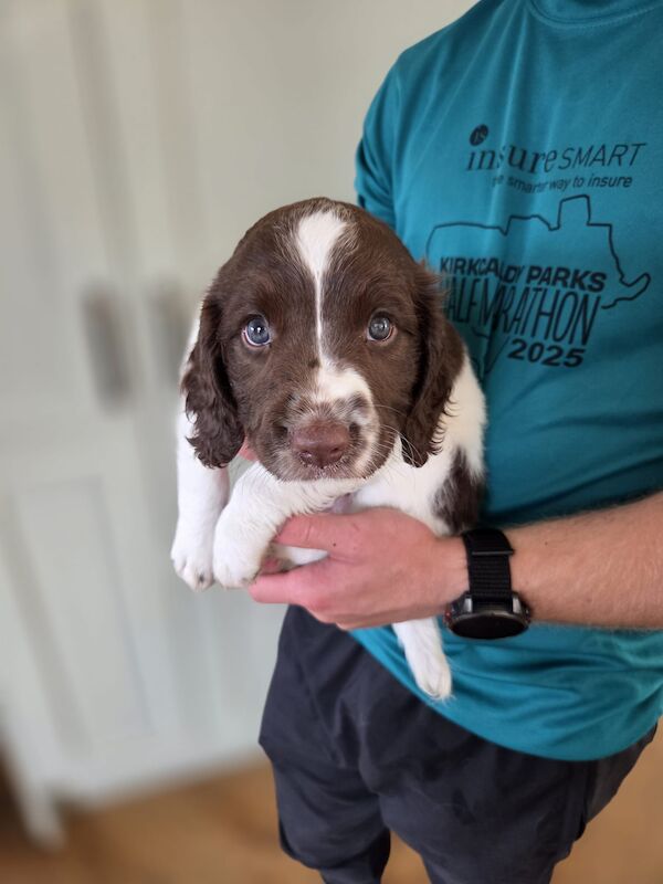 working springer spaniels for sale