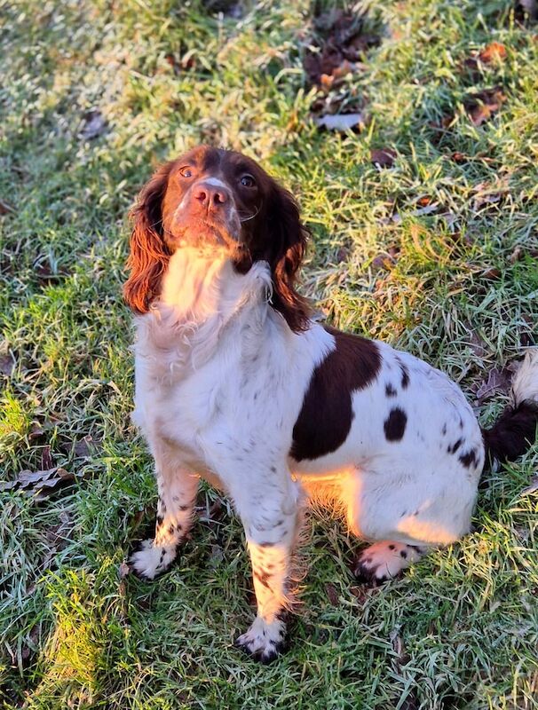 Cockapoo Dogs Cockapoo With Docked Tail Cocker Spaniel Cockapoo