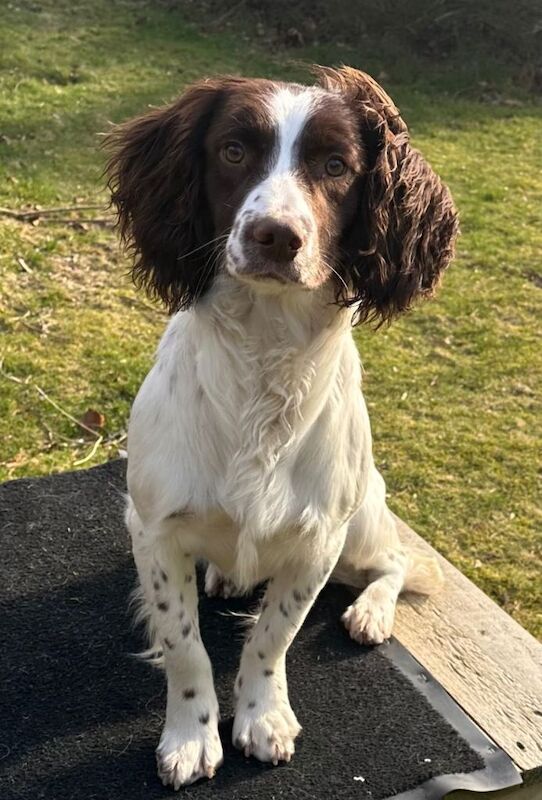 Young springer dog