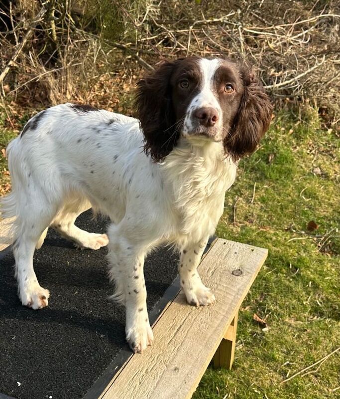 Young springer dog - Image 2 of 3