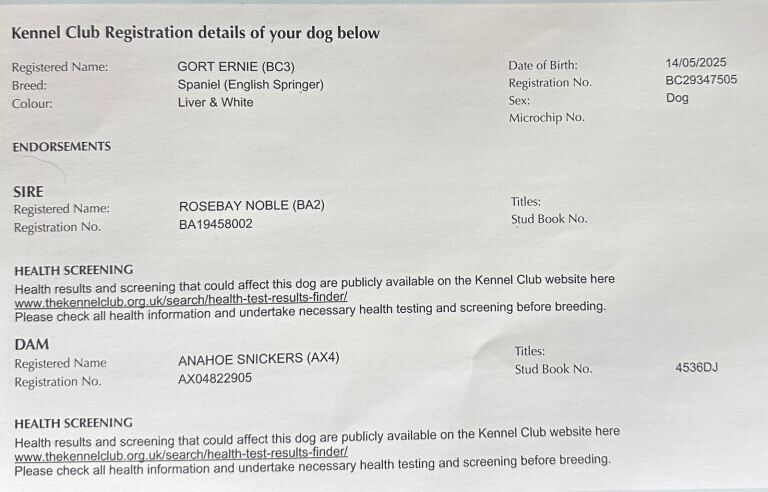 Young springer dog - Image 3 of 3