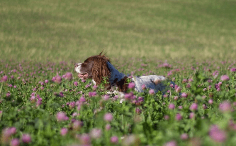Northern Springer Springer Spaniel Puppies For Sale In Northern Ireland | Springer ...