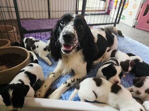 Bluebell Springers - Licensed Springer Spaniel breeder
