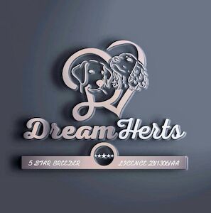 Mrs Debra Hewett - Licensed Springer Spaniel breeder