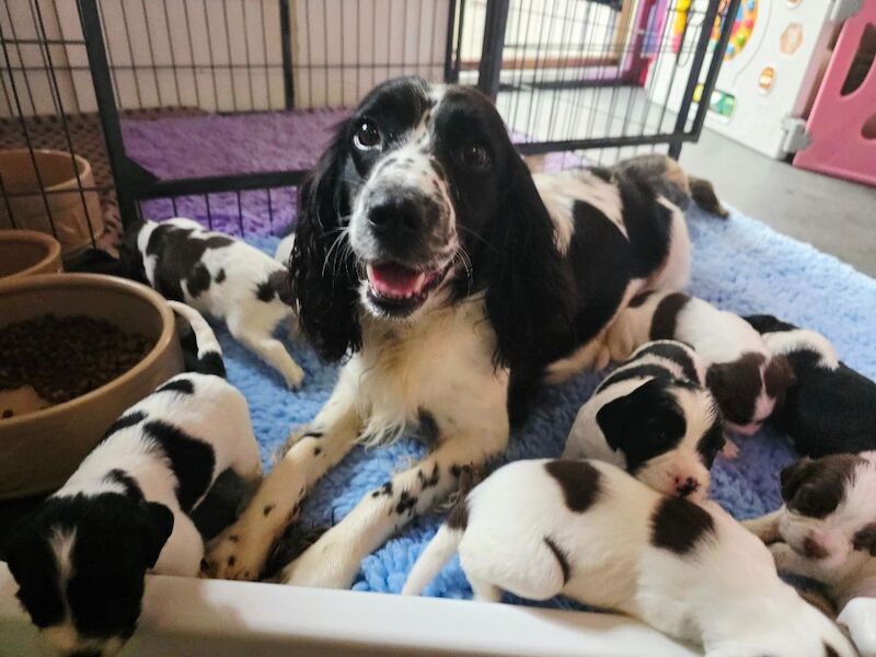 Bluebell Springers - Licensed Springer Spaniel Breeder in Redruth, Cornwall  - Image 1