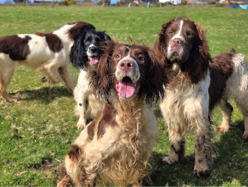 Bluebell Springers - Licensed Springer Spaniel Breeder in Redruth, Cornwall  - Image 2