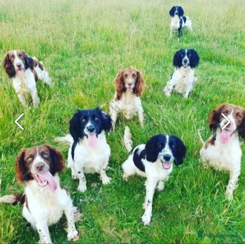 Bluebell Springers - Licensed Springer Spaniel Breeder in Redruth, Cornwall  on Springer Spaniel Owners - Image 3