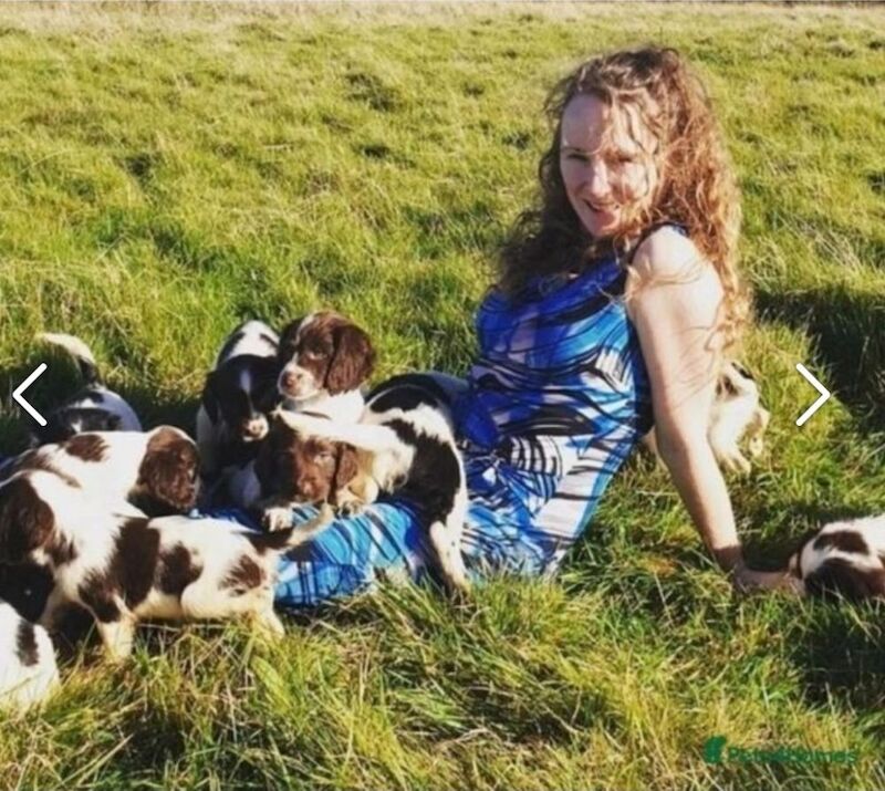 Bluebell Springers - Licensed Springer Spaniel Breeder in Redruth, Cornwall  - Image 4
