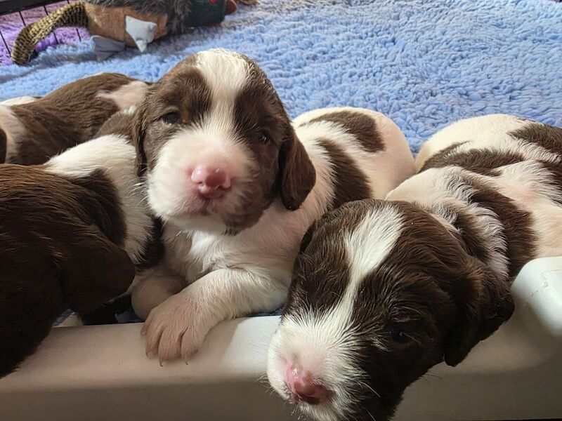 Bluebell Springers - Licensed Springer Spaniel Breeder in Redruth, Cornwall  on Springer Spaniel Owners - Image 5