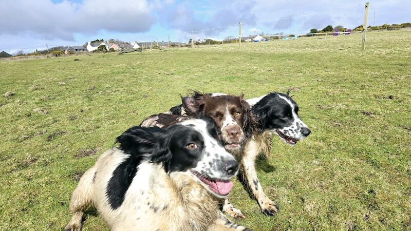 Bluebell Springers - Licensed Springer Spaniel Breeder in Redruth, Cornwall  - Image 6