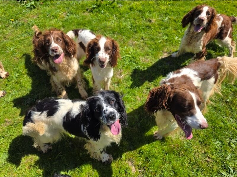 Bluebell Springers - Licensed Springer Spaniel Breeder in Redruth, Cornwall  - Image 7