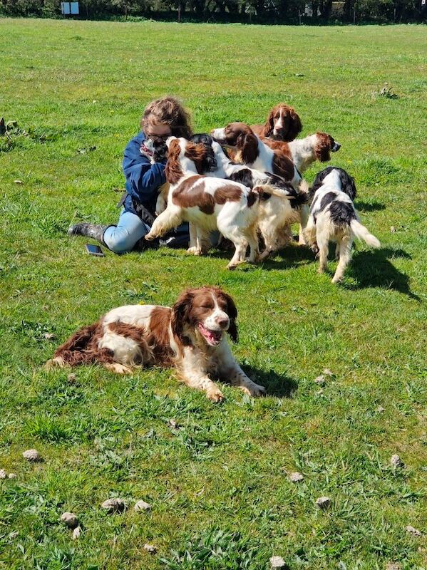 Bluebell Springers - Licensed Springer Spaniel Breeder in Redruth, Cornwall  - Image 8