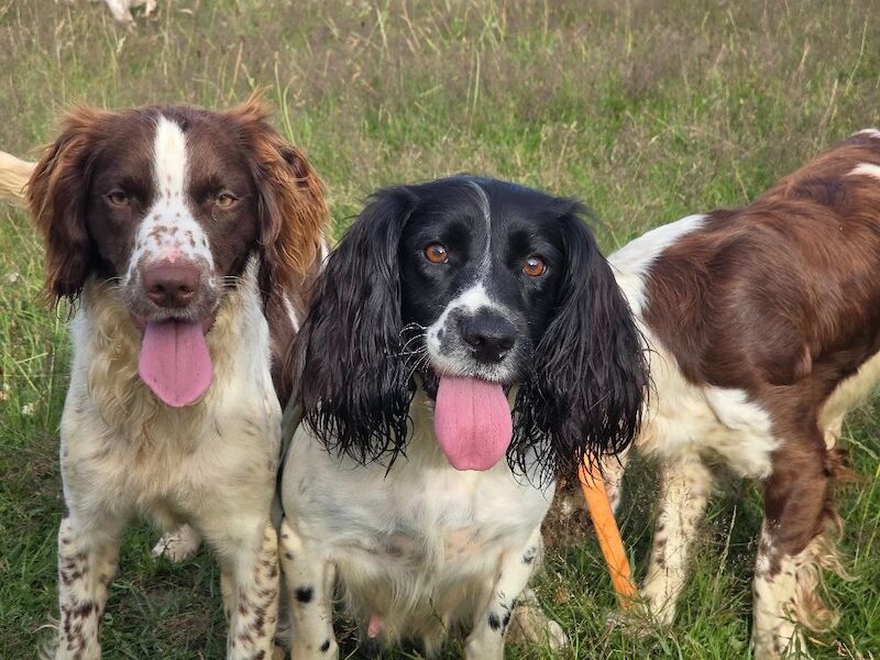 Bluebell Springers - Licensed Springer Spaniel Breeder in Redruth, Cornwall  on Springer Spaniel Owners - Image 9