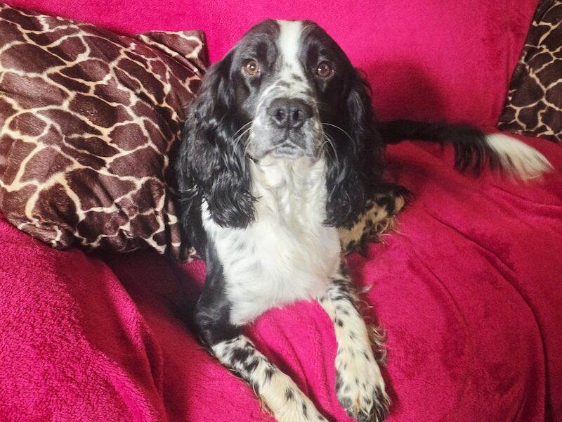 Bluebell Springers - Licensed Springer Spaniel Breeder in Redruth, Cornwall  - Image 10