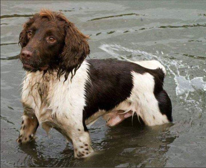 Lisa Jane Allen - Sixchimnies - Springer Spaniel Breeder on Springer Spaniel Owners - Image 1