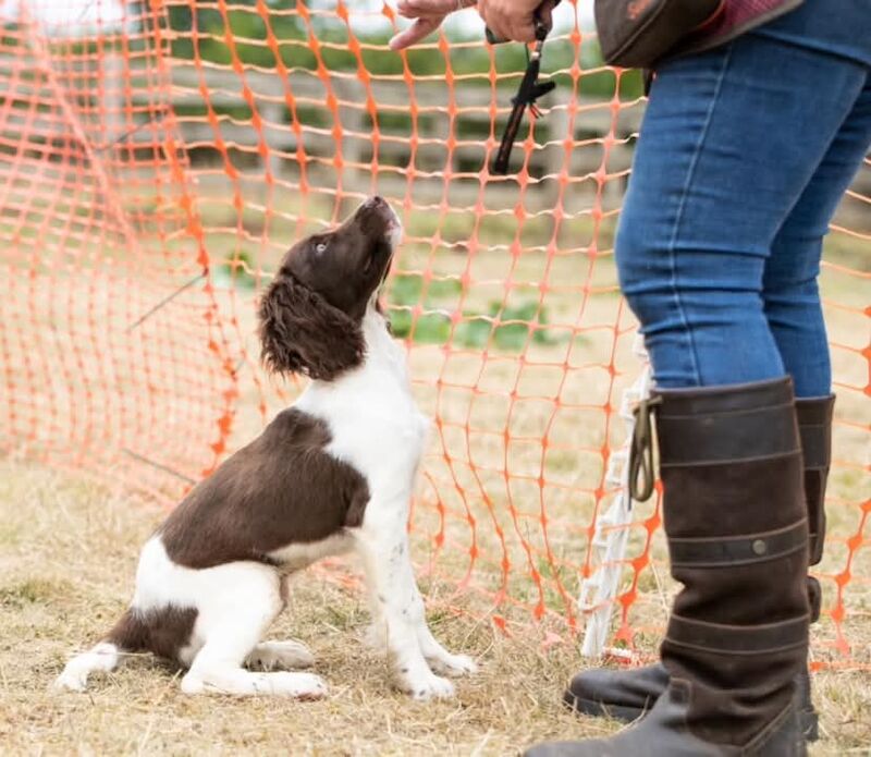 Lisa Jane Allen - Sixchimnies - Springer Spaniel Breeder - Image 2