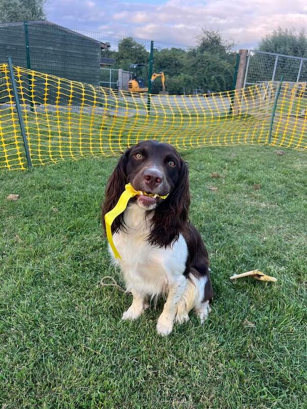 Lisa Jane Allen - Sixchimnies - Springer Spaniel Breeder - Image 3