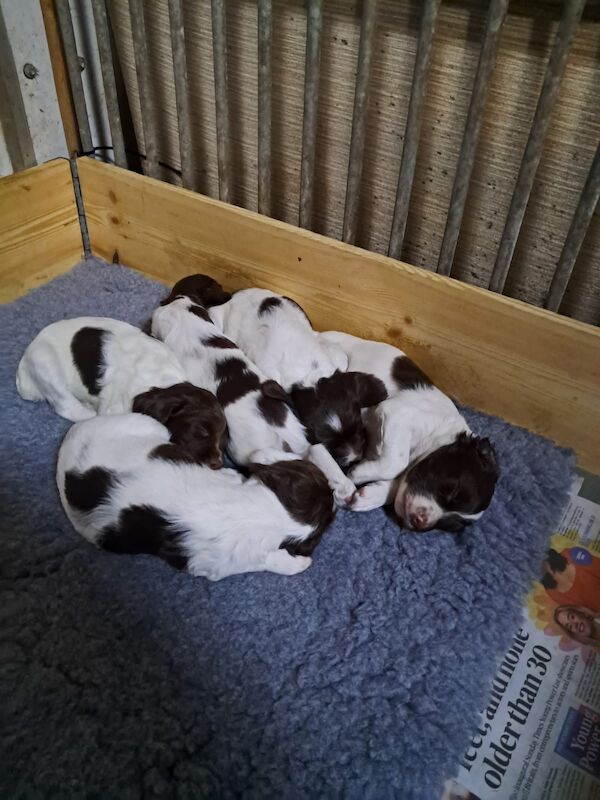 Lisa Jane Allen - Sixchimnies - Springer Spaniel Breeder on Springer Spaniel Owners - Image 4