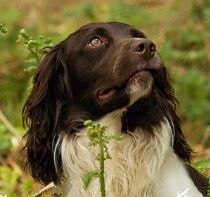 Lisa Jane Allen - Sixchimnies - Springer Spaniel Breeder - Image 5