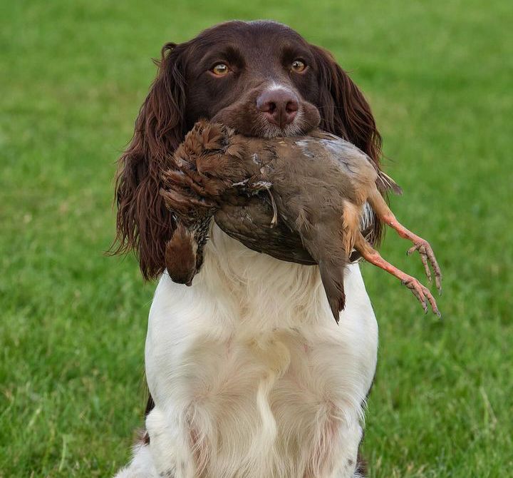 Lisa Jane Allen - Sixchimnies - Springer Spaniel Breeder - Image 7