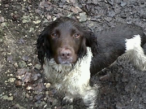 Lisa Jane Allen - Sixchimnies - Springer Spaniel Breeder - Image 8