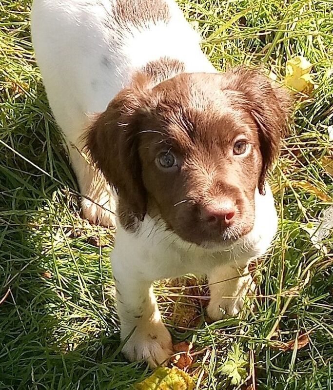 Lisa Jane Allen - Sixchimnies - Springer Spaniel Breeder on Springer Spaniel Owners - Image 9