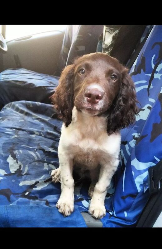 Lisa Jane Allen - Sixchimnies - Springer Spaniel Breeder on Springer Spaniel Owners - Image 10